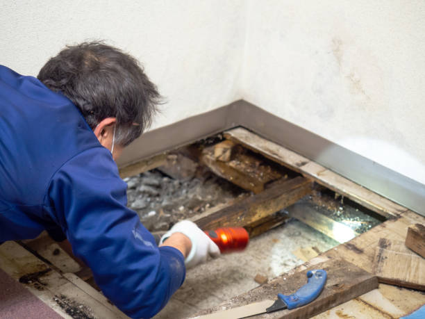 Best Emergency Mold Removal  in Fayetteville, GA