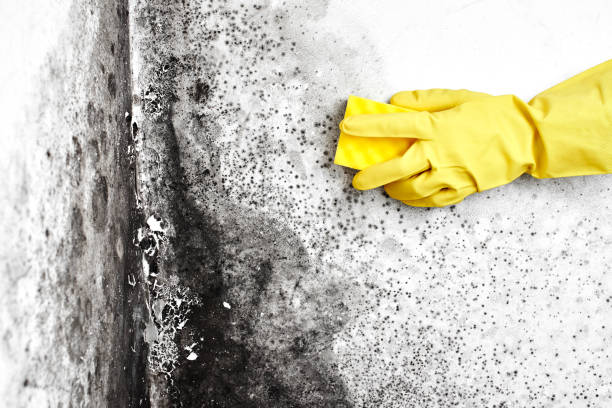 Best Black Mold Removal  in Fayetteville, GA