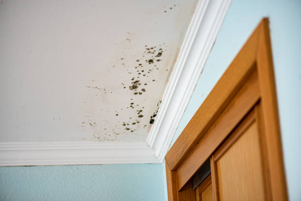 Best Commercial Mold Removal  in Fayetteville, GA