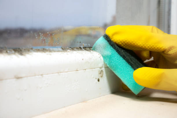 Best Mold Testing  in Fayetteville, GA