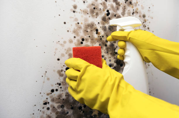 Best Crawl Space Mold Removal  in Fayetteville, GA