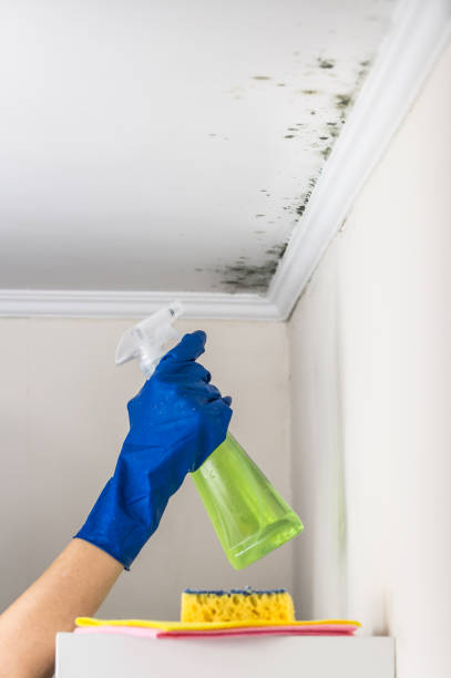 Best Toxic Mold Removal  in Fayetteville, GA
